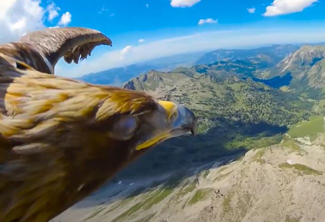 Live Class 184 The Hawk & The Cobra: A Story of 2 Different Perspectives – Damon Tyler